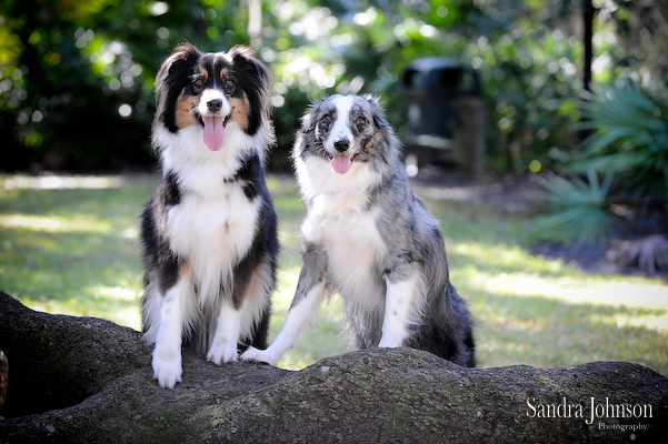 Best Orlando Pet Photographer - Sandra Johnson (SJFoto.com)
